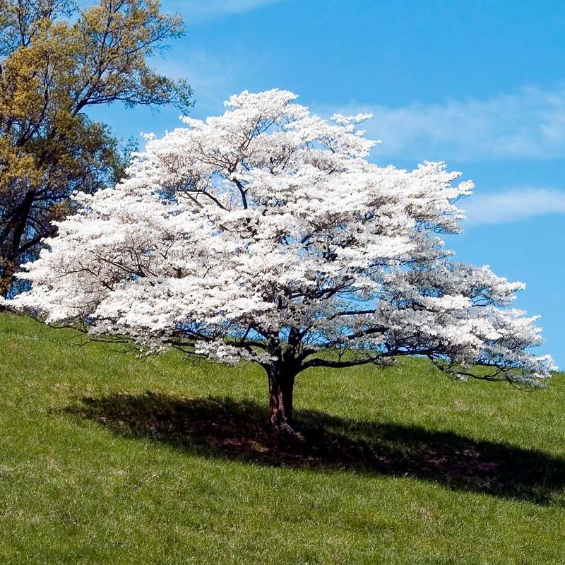 A Native Tree That Brings Gentle Beauty To The Yard