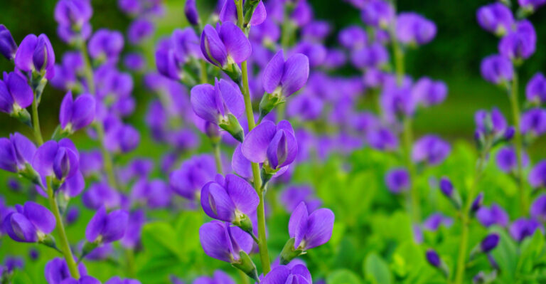 plant (featured image)