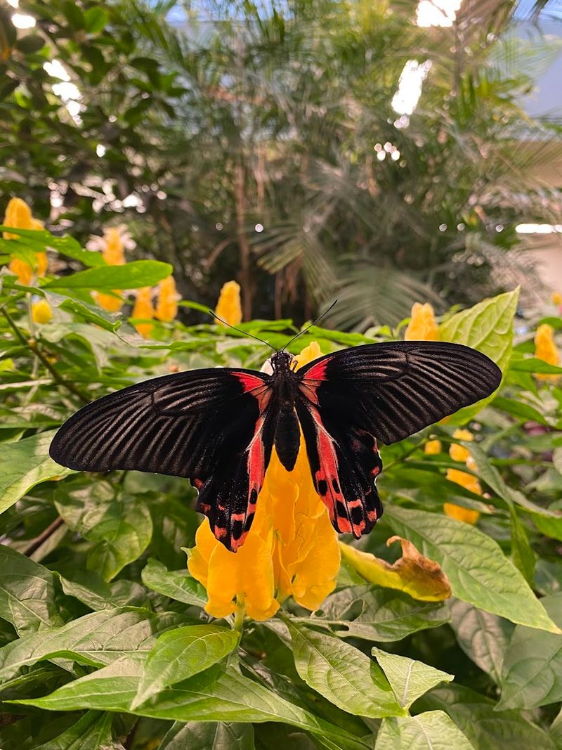 The Butterfly Atrium Experience