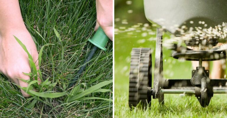 Fertilizing lawn