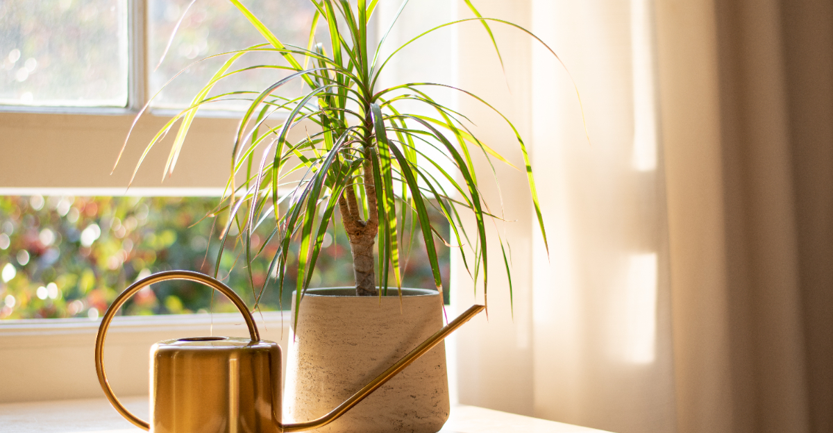 The Ultimate California Home Guide For Growing Dracaena