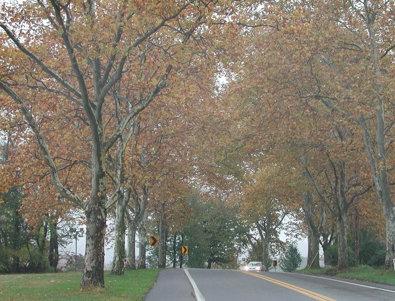 Legislative Route 1 Sycamore Allee