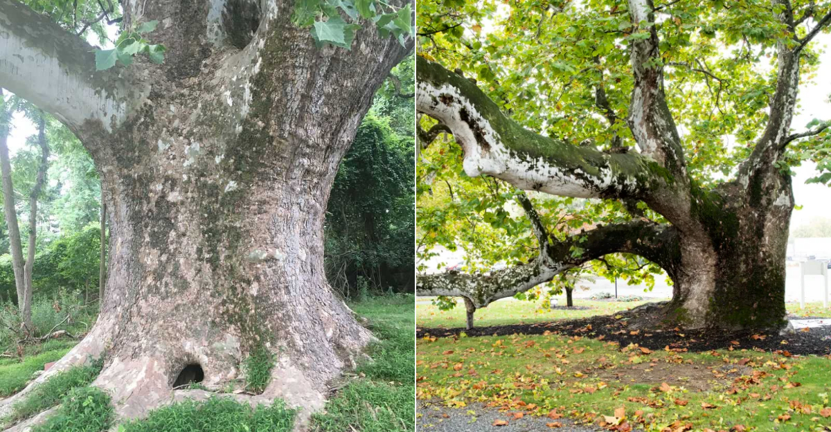 The Ultimate Pennsylvania Famous Trees Road Trip
