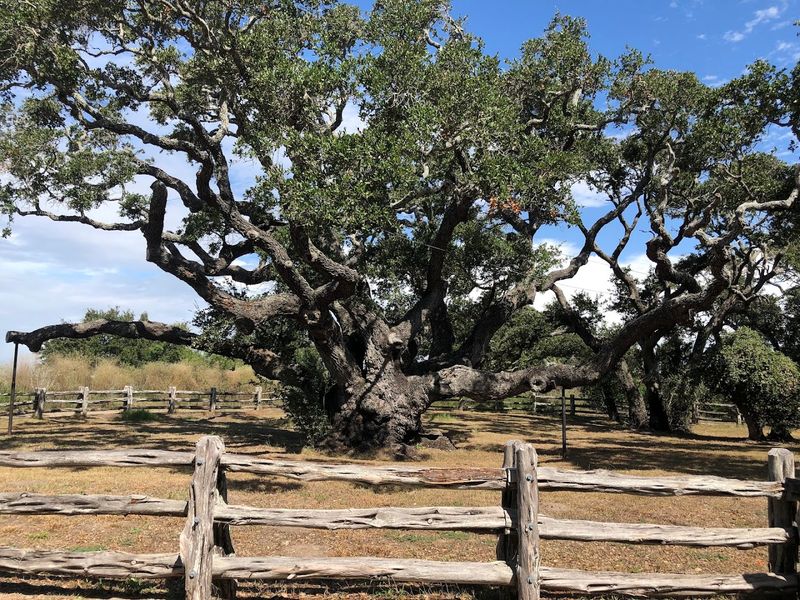 The Big Tree (Rockport)