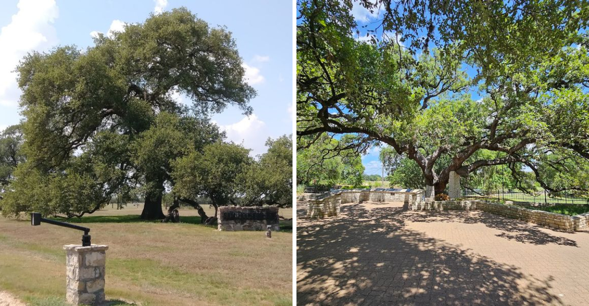 Famous trees in texas