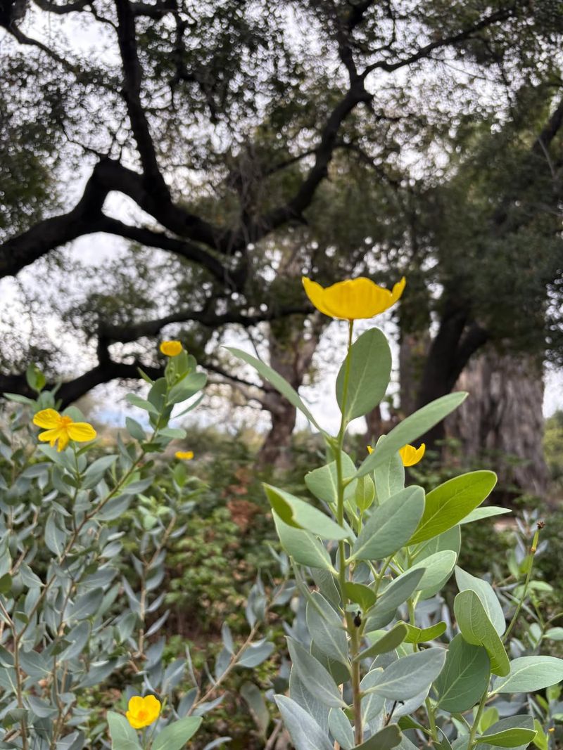 The Weather Pattern Reshaping California Gardens