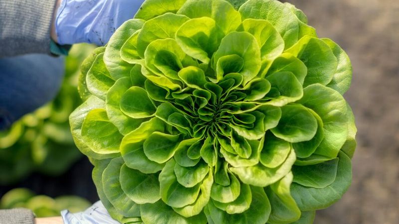 Butterhead Lettuce With Tender, Buttery Leaves
