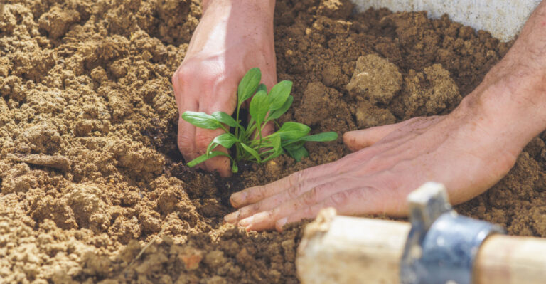 The Vegetables Georgia Gardeners Should Transplant Outdoors In Late March