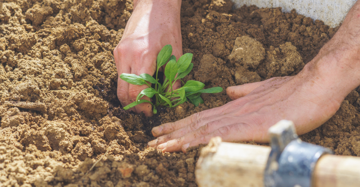 The Vegetables Georgia Gardeners Should Transplant Outdoors In Late March