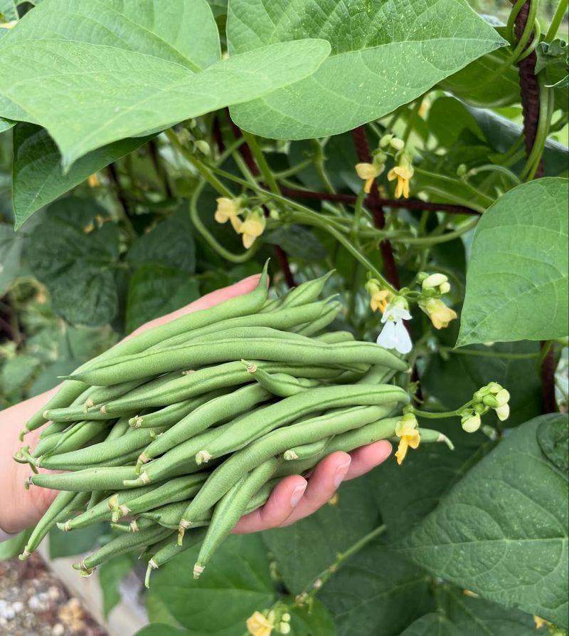 Beans Growing Strong And Adding Fresh Flavor