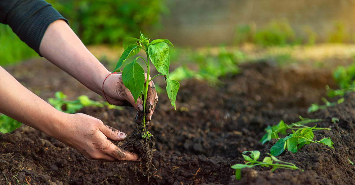 The Warm-Season Vegetables Florida Gardeners Must Plant Before April