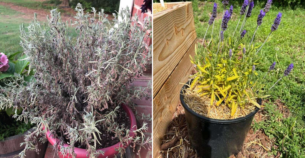 overwatered lavander