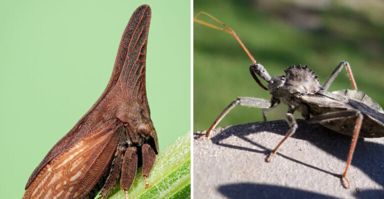 Treehopper and Wheel Bug