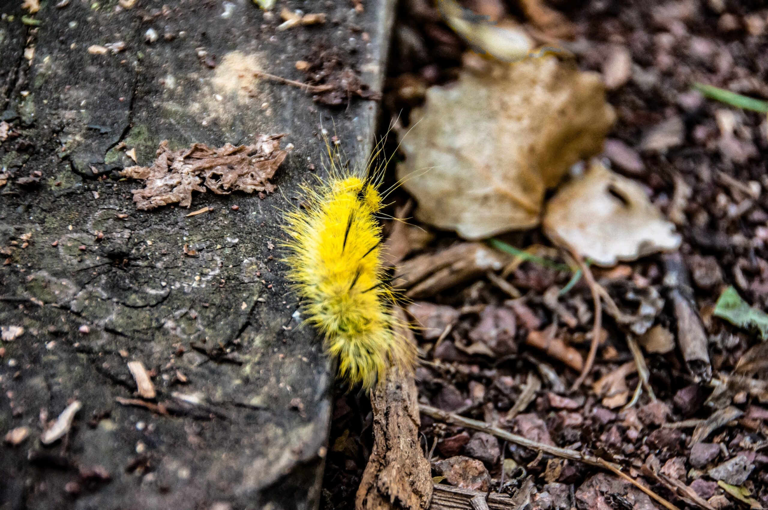american dagger moth caterpillar