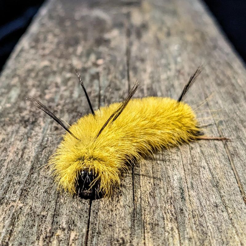 American Dagger Moth Caterpillar
