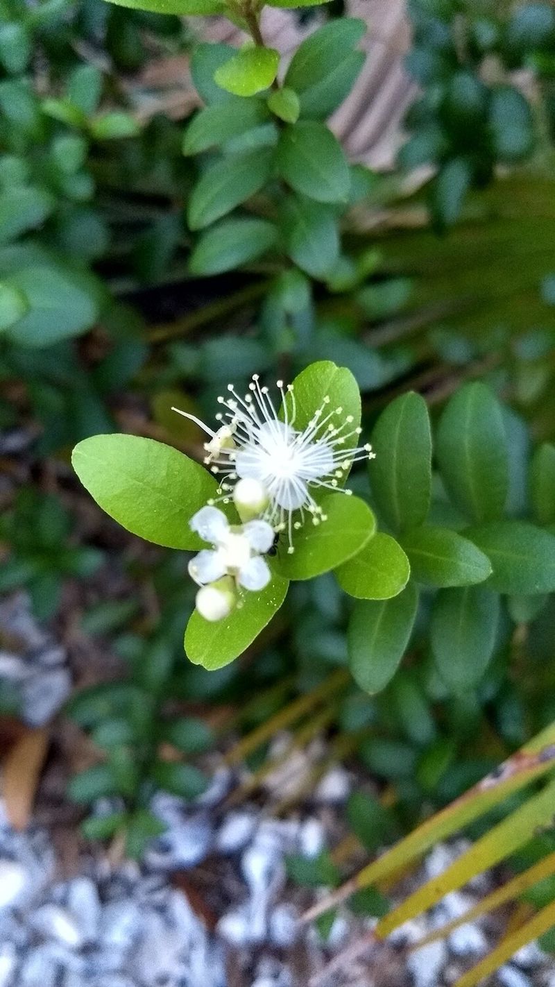 Meet Dwarf Simpson Stopper, Florida's Heat Loving Welcome Plant