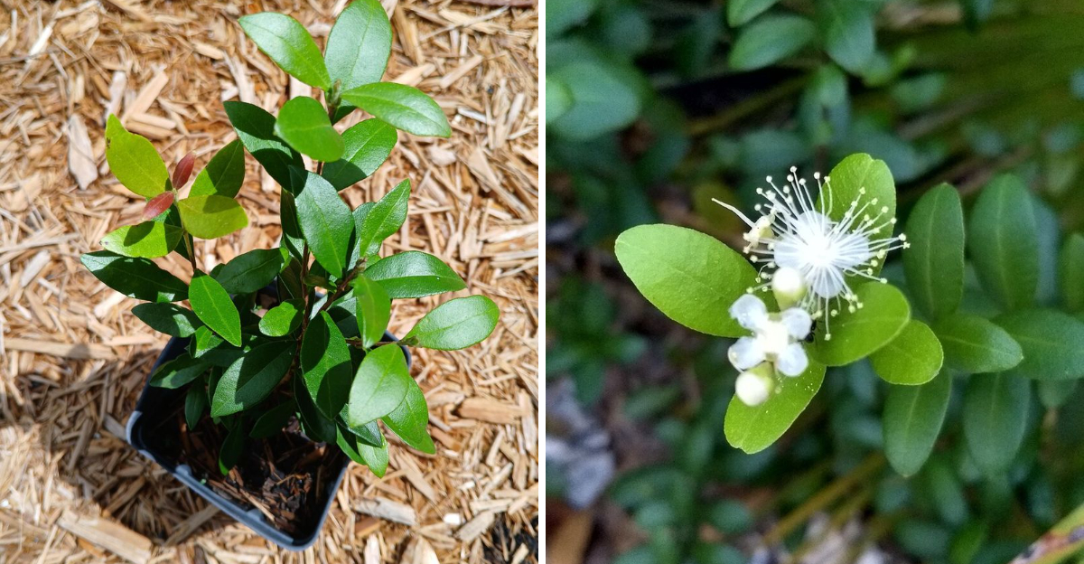 Dwarf Simpson Stopper