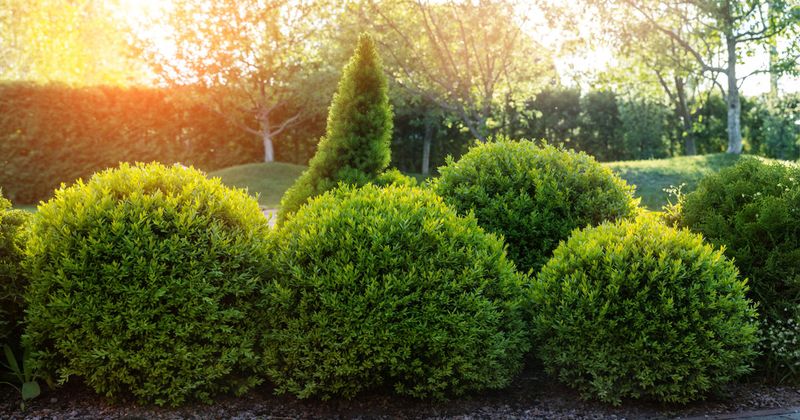 Boxwood Stays Green All Year In Michigan