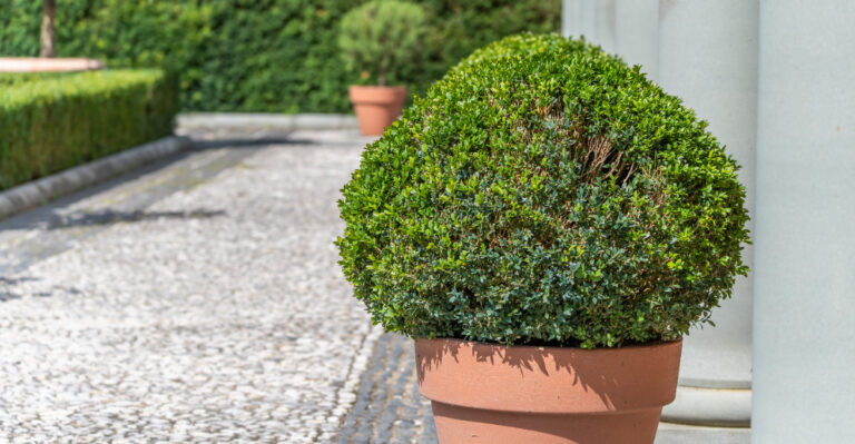 boxwood