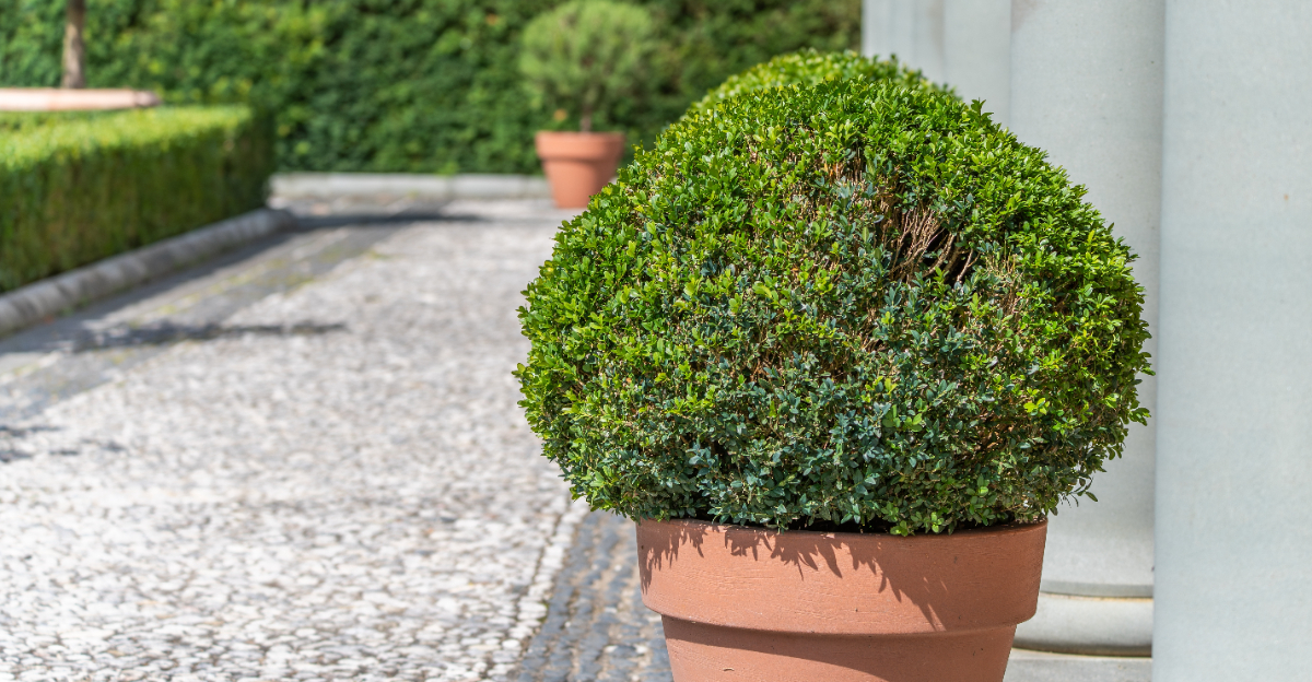 boxwood