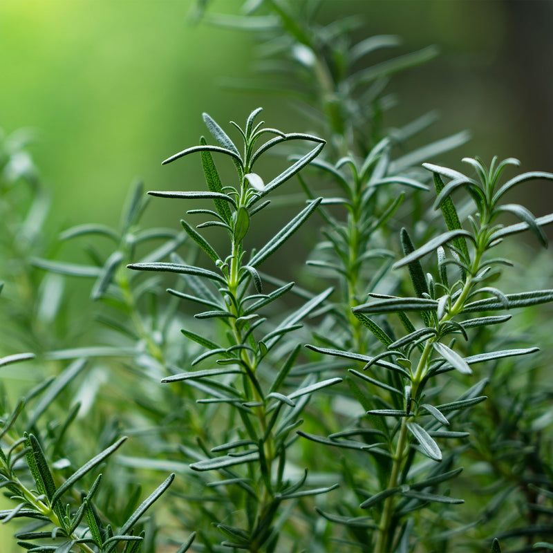 Rosemary Thrives In North Carolina's Mild Winters