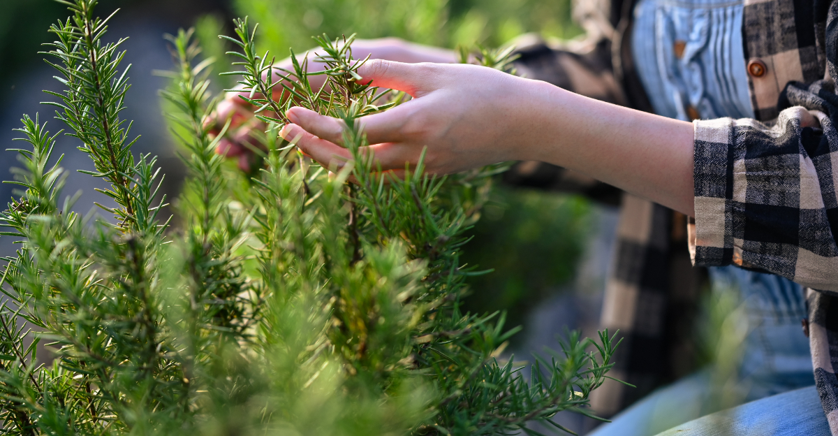 hands touching rosemary