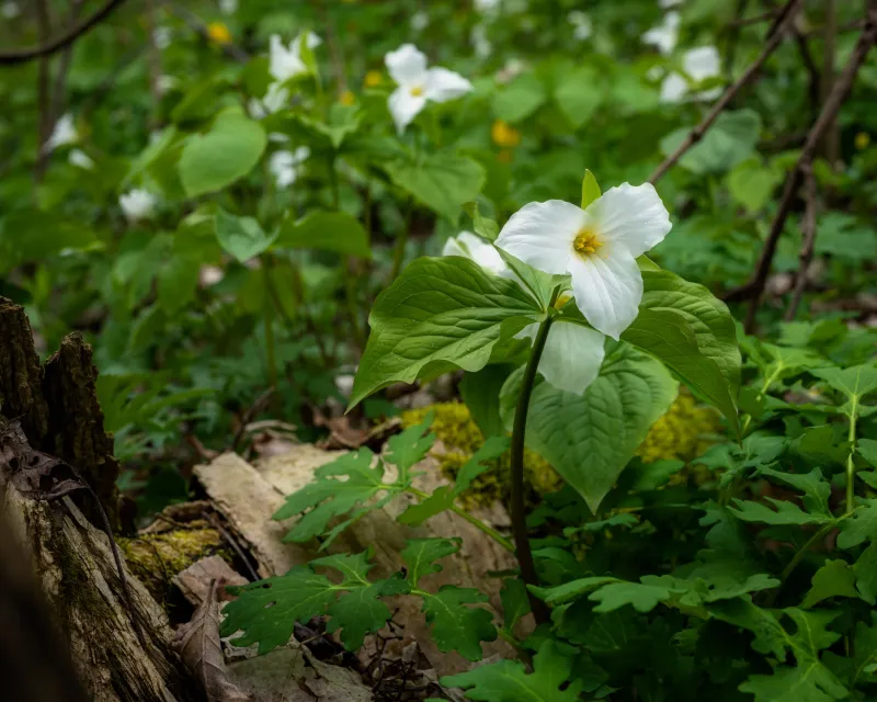 Too Much Care Can Cause More Harm Than Good