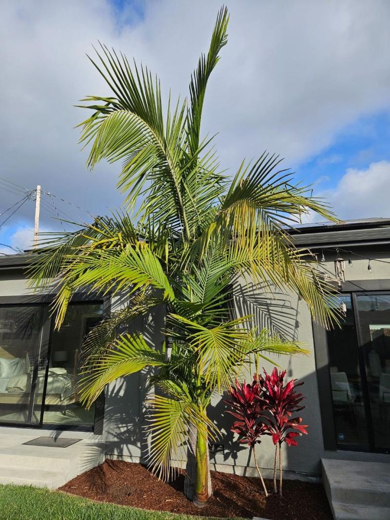 Florida Sun And Shade Can Change How A Palm Performs