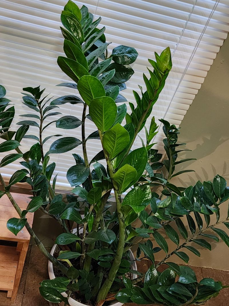 Its Glossy Leaves Make A Dark Corner Look More Alive