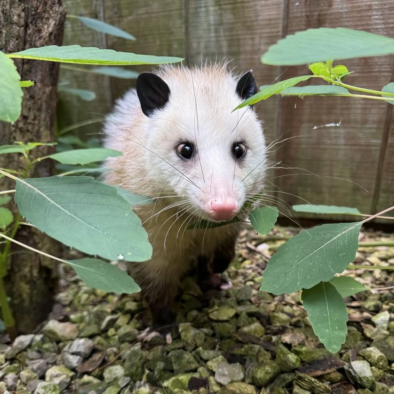 They Groom Themselves Often And Help Remove Pests From Their Fur