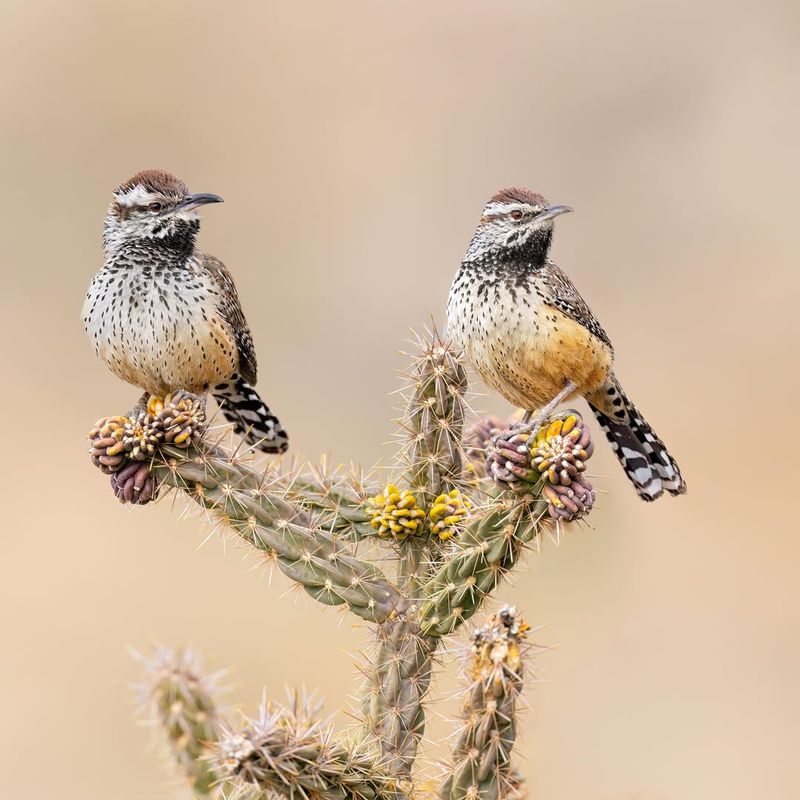 Seeing A Pair Often Means The Area Supports Long-Term Nesting