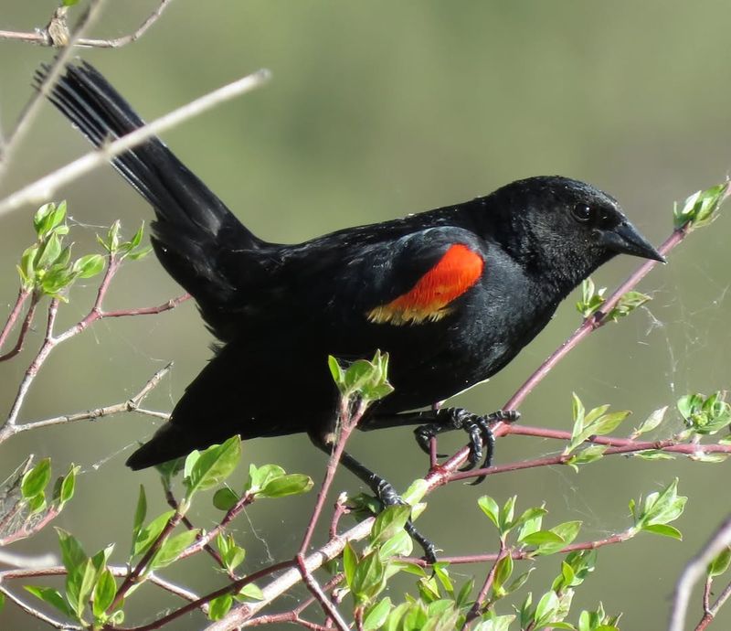 Red-Winged Blackbirds Help Maintain A Healthy Ecosystem