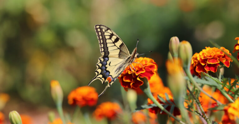 butterfly on marigold