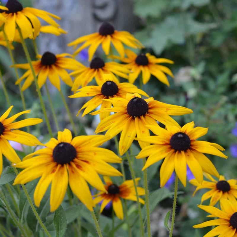 Black Eyed Susan Brings Bright Color Without Fussing Over Clay