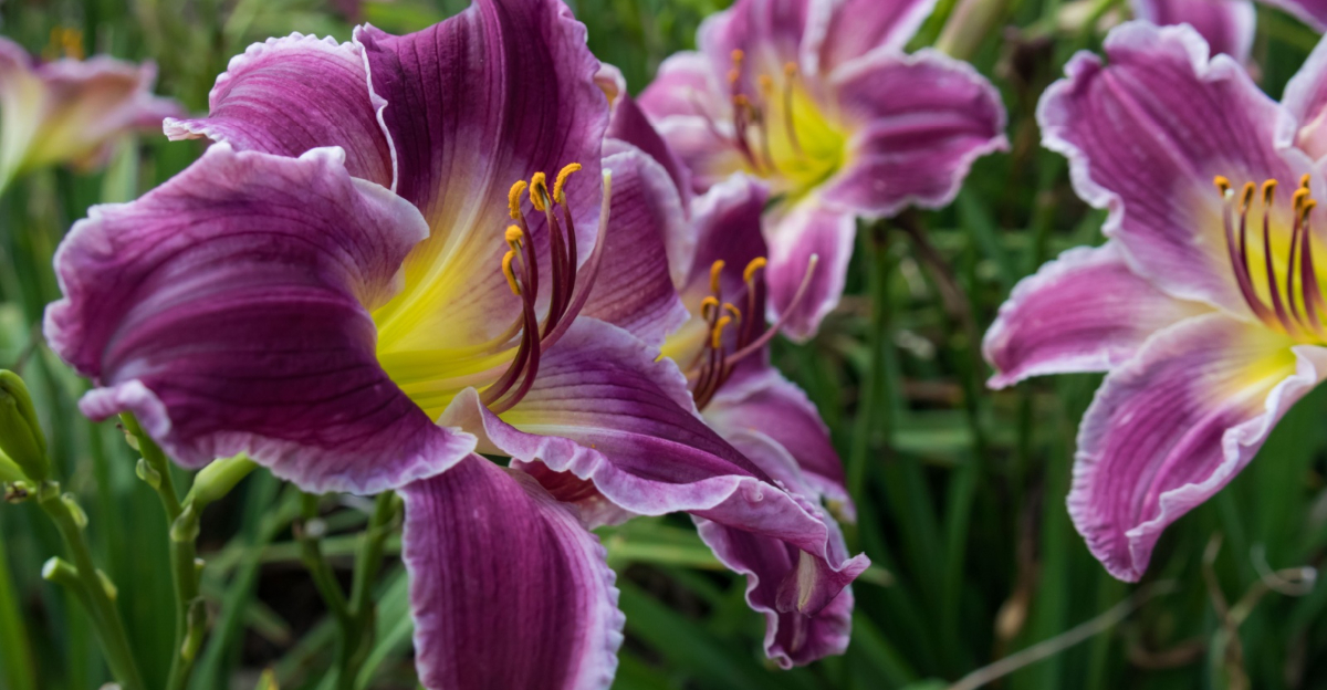 daylily