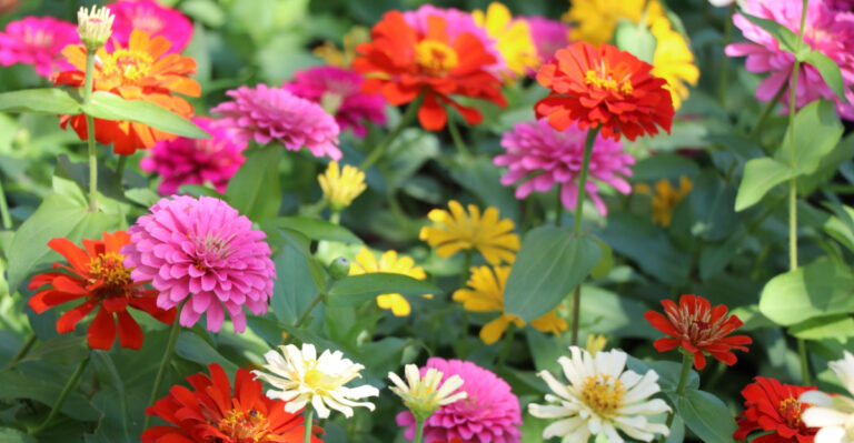 zinnias in bloom