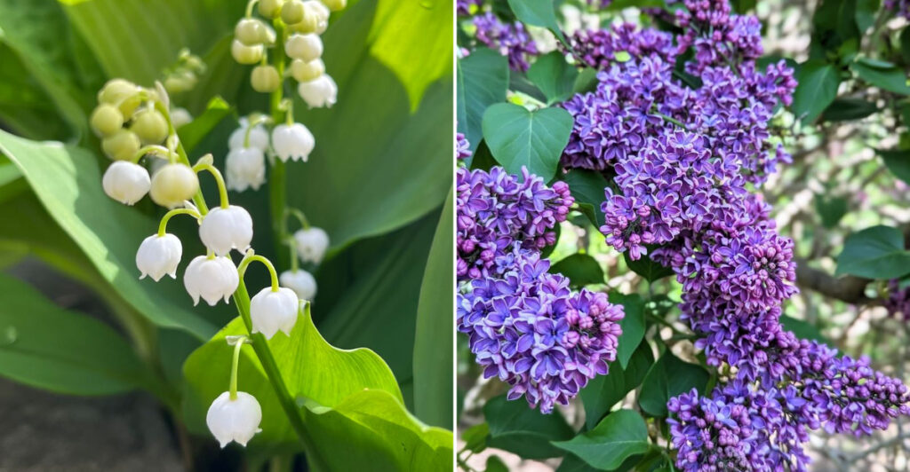 Find Spring Bloom These 10 Fragrant Blooms Thrive In Oregon Spring Gardens