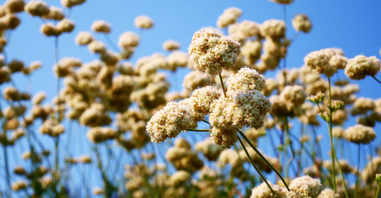 cali buckwheat