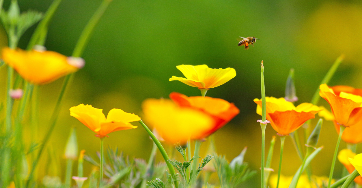 These 10 Native Oregon Plants Bring Bees Back To Your Yard