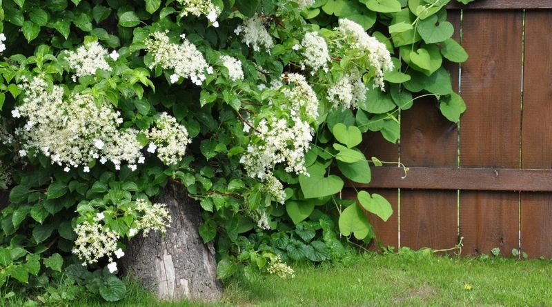 Climbing Hydrangea Covers Fences With Elegant Blooms