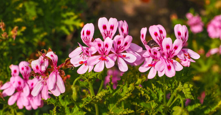 scented geranium