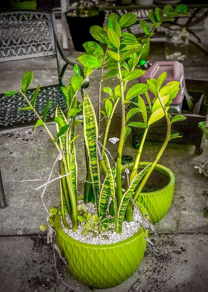 ZZ Plant (Zamioculcas zamiifolia)