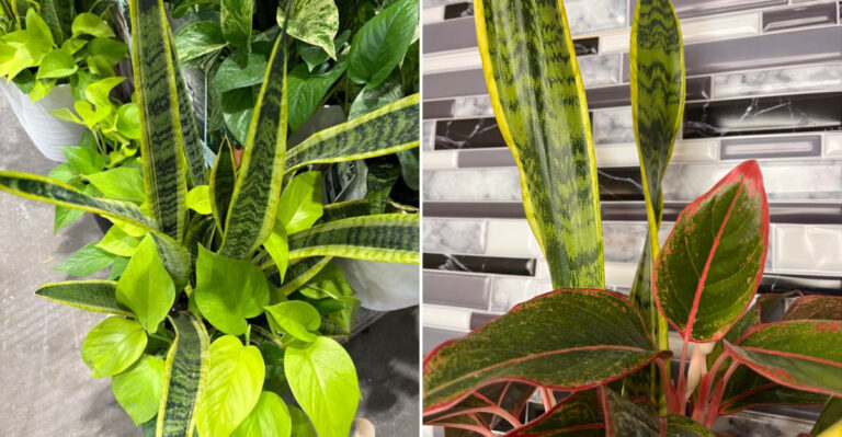 These 10 Plants Pair Perfectly With Snake Plants In Oregon