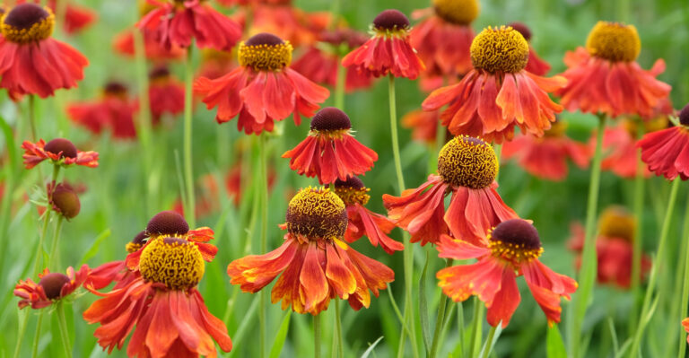 helenium