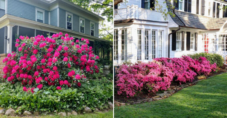 These 12 Evergreen Foundation Plants Make Oregon Homes Look More Expensive