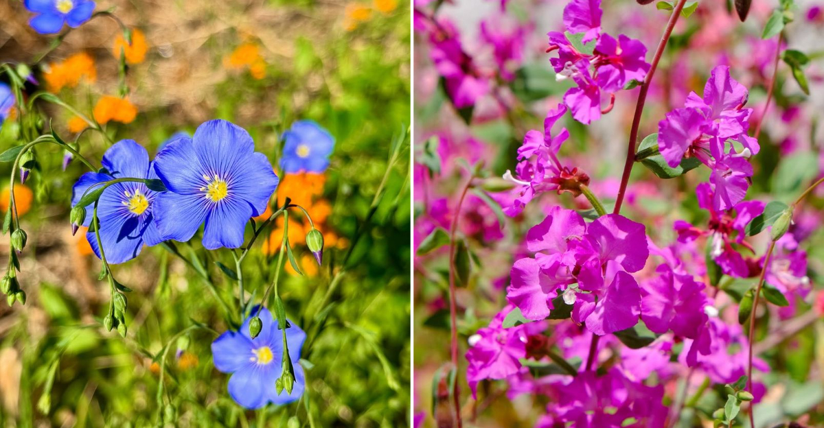 cali wildflowers