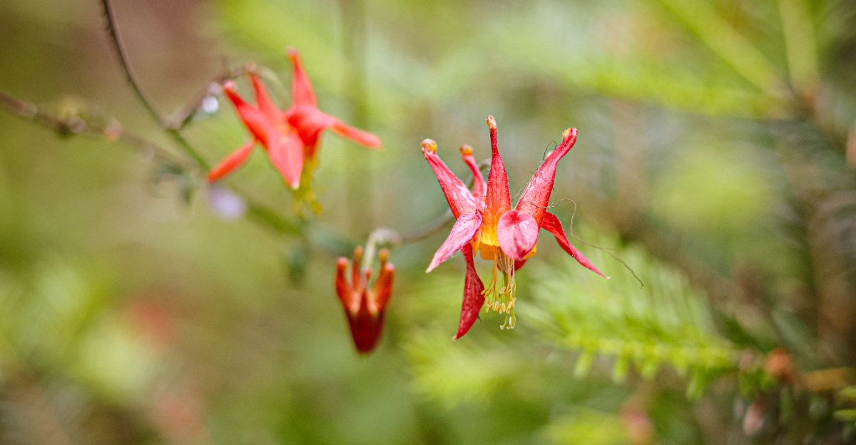 western columbine