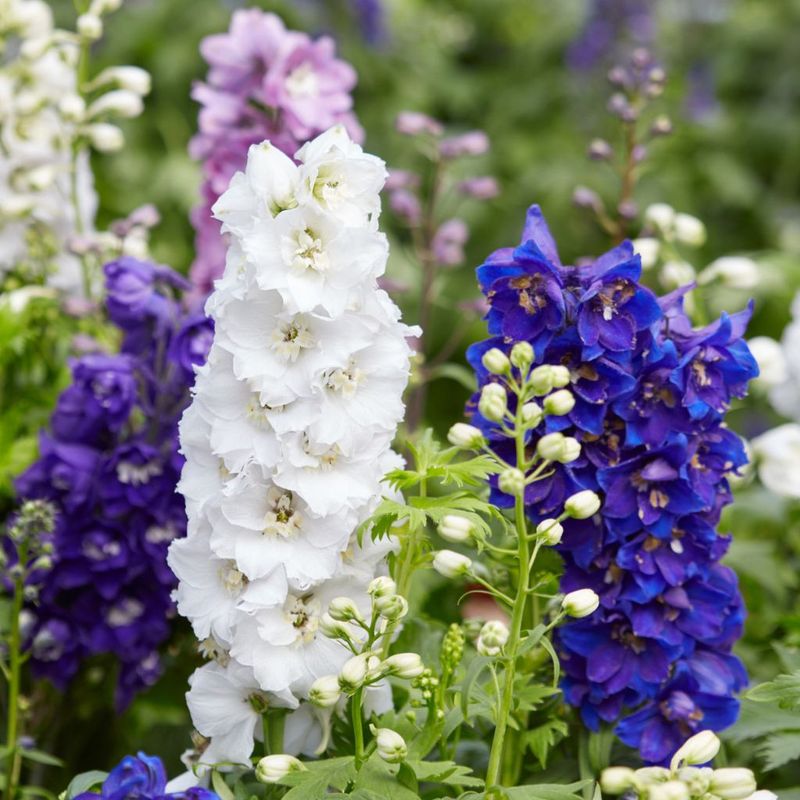 Delphinium