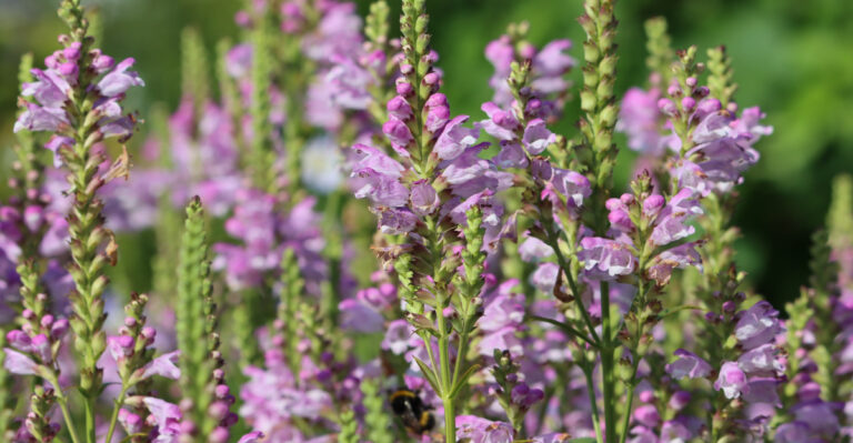 obedient plant