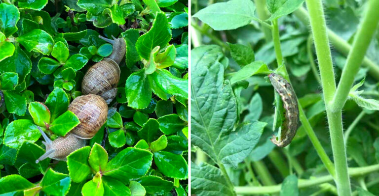 These 7 California Garden Problems Spread Fast In Spring